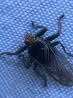 Ornithoctona erythrocephala thumbnail 1