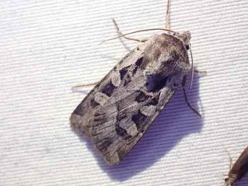 Euxoa auripennis