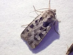 Euxoa auripennis thumbnail 1