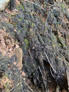 Bachman's Jelly Lichen thumbnail 2