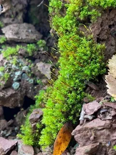 False Beard Moss thumbnail 2
