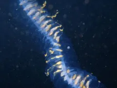 Giant Siphonophore thumbnail 4