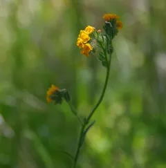 Common Fiddleneck thumbnail 2