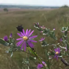 silky aster thumbnail 3