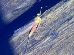Epeorus vitreus thumbnail 4