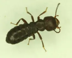 Liparocephalus cordicollis thumbnail 4