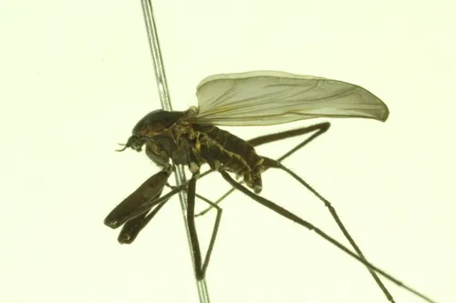 Yakutat Seaweed Midge