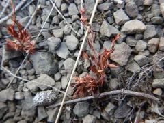 Mrs. Austin's knotweed thumbnail 3