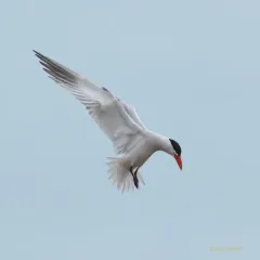Caspian Tern thumbnail 2