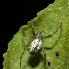 Green-legged Orbweaver thumbnail 3