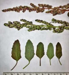 Striped Goosefoot thumbnail 2