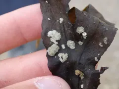 Celleporella hyalina thumbnail 3