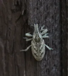 Large Thistle Weevil thumbnail 3