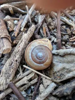 Broad-banded Forestsnail thumbnail 2