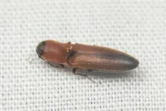 Idolus columbiana thumbnail 4