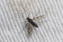 Guttipelopia rosenbergi thumbnail 3