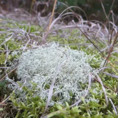 Green Reindeer Lichen thumbnail 2