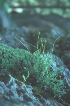 Williams' Springparsley thumbnail 2