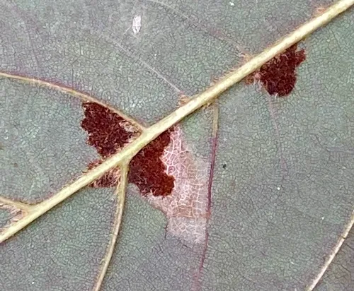 Sycamore Felt Gall Mite