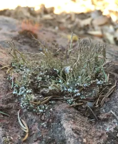 Powdered Funnel Lichen thumbnail 3