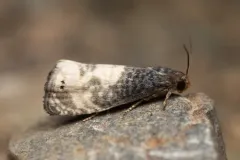 Notocelia illotana thumbnail 3