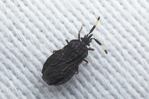 Aradus signaticornis