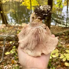 pinkmottle woodwax thumbnail 4