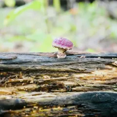 Pholiota polychroa thumbnail 3