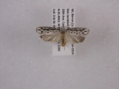 Zeller's Ethmia Moth