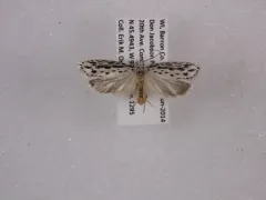Zeller's Ethmia Moth thumbnail 1