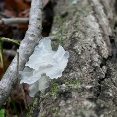 snow fungus thumbnail 2