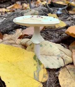 False Death-cap thumbnail 3