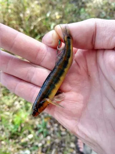 Gilt Darter