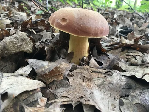 Lanmaoa pseudosensibilis