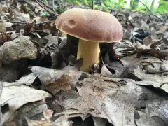 Lanmaoa pseudosensibilis thumbnail 1