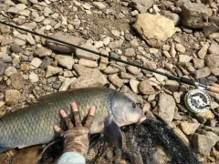 Black Buffalo thumbnail 2