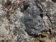 Brown Tile Lichen thumbnail 2