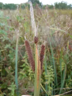 Nebraska sedge thumbnail 1