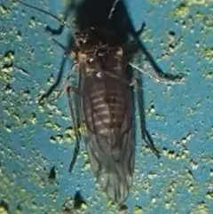 Lachesilla nubilis thumbnail 1