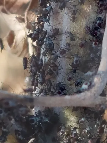 Absinthe aphid