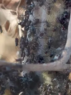 Absinthe aphid thumbnail 1