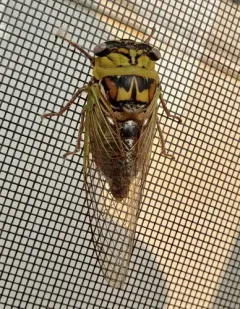 Walker's Annual Cicada thumbnail 4