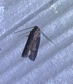Eye-ringed Chionodes Moth thumbnail 3