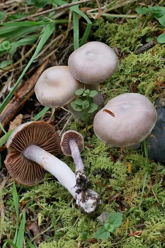 Cortinarius plumulosus