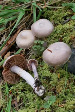 Cortinarius plumulosus thumbnail 1