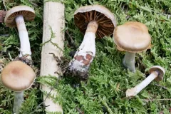 Cortinarius argenteopileatus thumbnail 1