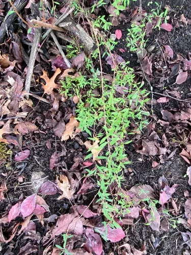 Thunberg's meadowsweet