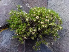 dwarf goldenbush thumbnail 2