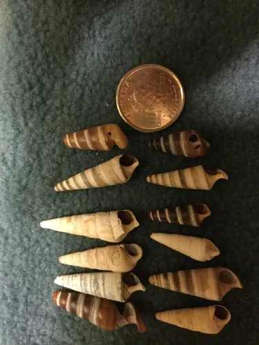 Sharp Hornsnail