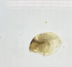 Eurycercus longirostris thumbnail 3